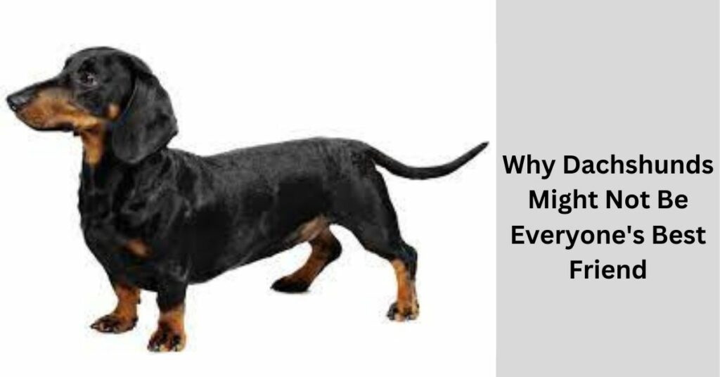 Why Dachshunds Might Not Be Everyone's Best Friend